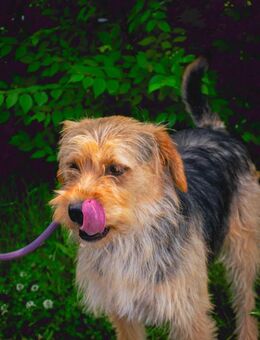 Gustav möchte ankommen - Wallerfangen