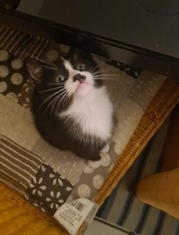 Kitten, Katzenbaby, Hauskatze - Mönchengladbach