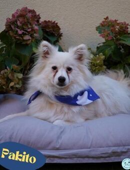 Pakito SR verträglich, neugierig, anhäng - Rheine