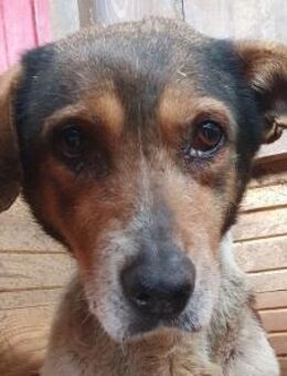 RESI-10 jährige, sanfte Hündin, 50 cm - Rösrath