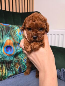 Pudelwelpe - Delmenhorst