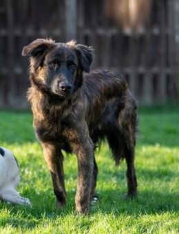 Caramelo - Traumhund in Deutschland - Lenningen