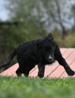 Yuno sucht sein Zuhause - Grainau