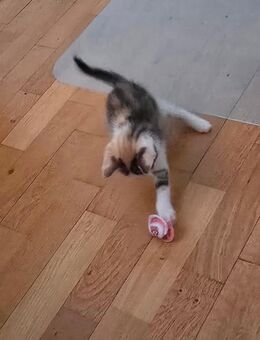 Baby Katzen - Bonn