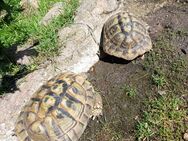 Zuchtgruppe Griechische Landschildkröten zu verkaufen - Braunsbedra