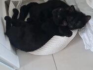 Zauberhafte Kitten abzugeben - Bernau (Berlin)