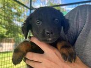 Lilly sucht ein Körbchen - Worms