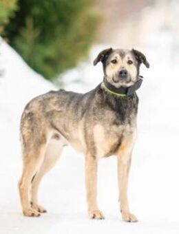 Ricky❤️sehnt sich nach seinen Menschen - Rott (Inn)