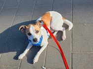 Schweren Herzens muss ich mich von meinem Hund Trennen - Lüneburg