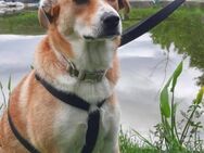 Lara sucht Kurzzeit Pflegestelle - Blankenheim (Nordrhein-Westfalen)