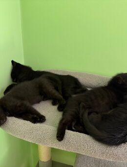 4 Kitten suchen ein neues Zuhause! - Oberhaching