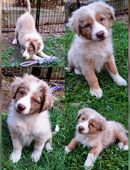 Miniature Australian Shepherd Welpen mit Papieren in 99706
