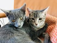 Frodo und Flori suchen dringend ein neues zu Hause - Gerolzhofen Zentrum