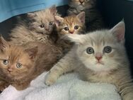 BKH kitten an für immer Familie abzugeben 🫶🏻 - Kierspe