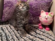 4 Maine Coon Jungen bereit zum Umzug - Wetterzeube