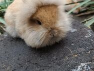 Zwergkaninchen Löwenköpfchen - Sagard