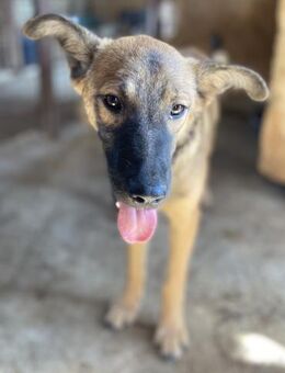 Cookie die Verschmuste 🐾 - Elsdorf (Nordrhein-Westfalen)