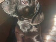 Labrador- Französische Bulldoggen Welpen - Furth (Wald)