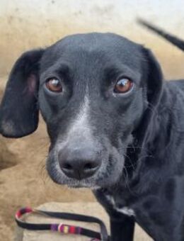 Steffi - sucht Liebe und Geborgenheit - Köln