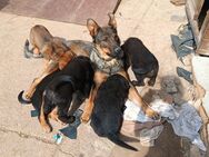 Schäferhund Hovarwart Welpen - Kyffhäuserland