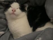 Süßes Katerchen , 12 Wochen alt (geb. 10.03.2025), sucht liebevolles Zuhause – Abgabe ab sofort - Buxtehude Zentrum