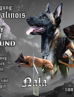 Malinois Welpen | Belgischer Schäferhund | Wurfankündigung Frühjahr 2027 - Weinheim