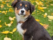 “Mini Australian Shepherd, 4 months old, looking for a loving home” - Siegen (Universitätsstadt) Trupbach