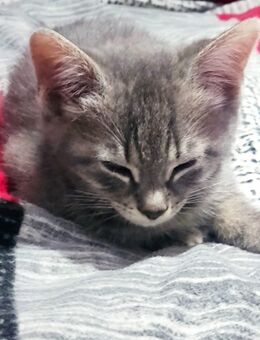 BKH Kittens - Amstetten