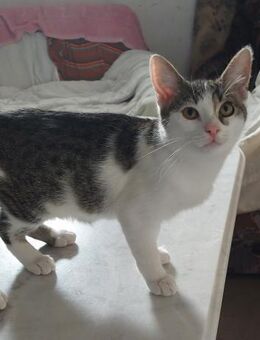 Felix, ausgeglichener Glückspilz, ca. 7 - Vaterstetten