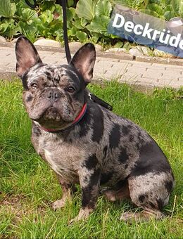 Französische Bulldogge Deckrüde - Schiffweiler