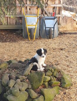 Verkaufe süßen Border Collie Welpen ( Rüden - Neukirch (Lausitz)