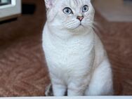 Deckkater BKH Black Silver shaded - Bremen