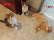 Katzen suchen hier ein neues Zuhause - Mainz