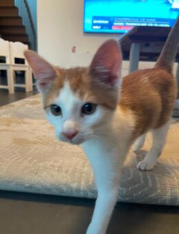 Katze - Offenbach (Main) Bürgel