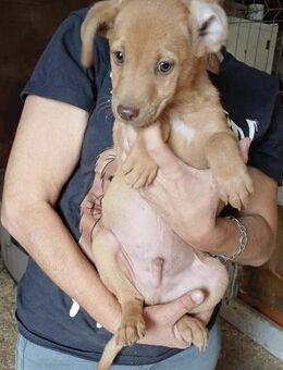 NACHO - (Welpe, liebevoll) - Köln