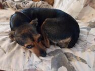 Maya - mega süße Pinscher-Hündin - Willich