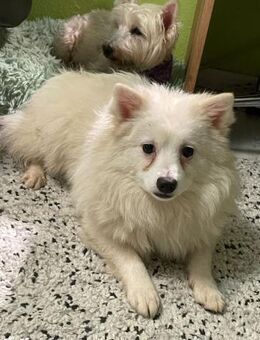 Ted SR, sucht Liebe und Zuneigung - Rheine