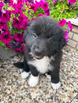 Australian Shepherd Mini - Melle Zentrum