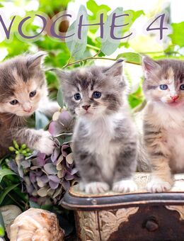 Maine Coon Kitten, reinrassig - Krefeld