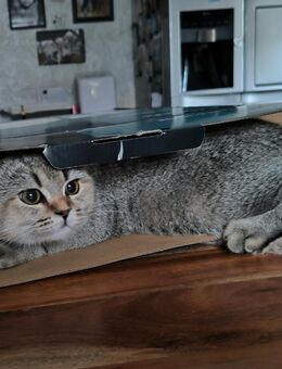 Zuckersüße BKH Britisch Kurzhaar Katze reinrassig - Unnau