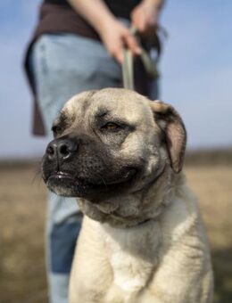 Fiona, freundliches Riesenbaby, 2J - Vaterstetten