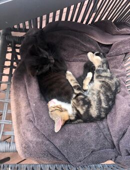 Katzen Babys - Berching