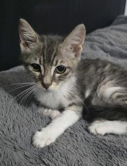 Randy - der getigerte Dandy - Kirchheim (München)