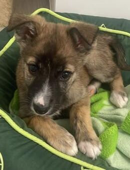 Whitney ❤️ zuckersüßes Hundemädchen - Velbert