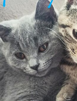 BKH Junge Kater Eine letzte kitten - Schwäbisch Gmünd Zentrum
