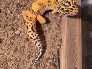 Leopardengecko zu verkaufen - Remscheid