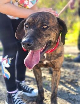 DEMBA - ein Familienhund..... - Kempen