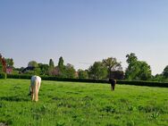 Reitpferd Freizeitpferd gesucht- bieten Endplatz 5☆ - Fürstenau