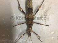 Sehr seltene Dornschrecken Art trachyaretaon „North Luzon“ - Wadgassen