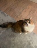 Hauskatze sucht liebevolles zu Hause in 72336